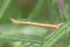 Ematurga atomaria